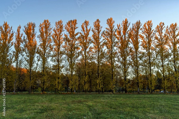 Obraz poplars in autumn