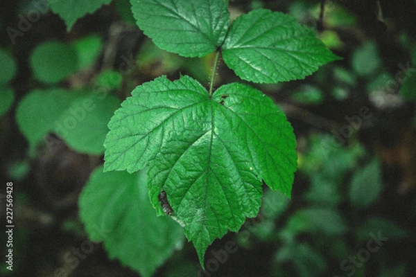 Obraz Leafs in Forest