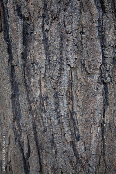 Obraz Bark Texture