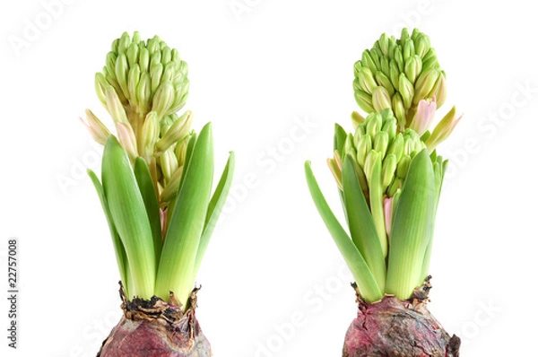 Fototapeta Growing hyacinth
