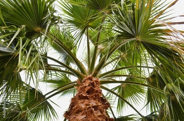Obraz palms