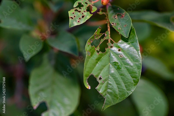 Fototapeta Leaf with Holes