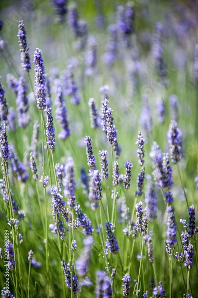 Fototapeta Lavanda