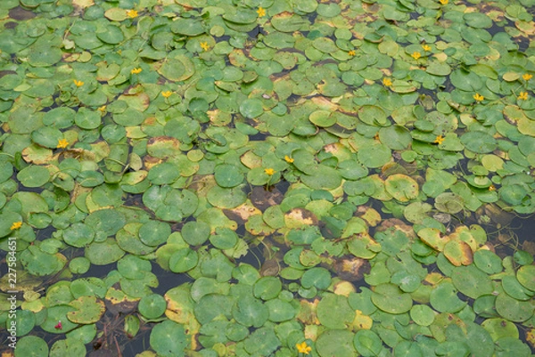 Fototapeta Blooming water lilies on the lake in the Park