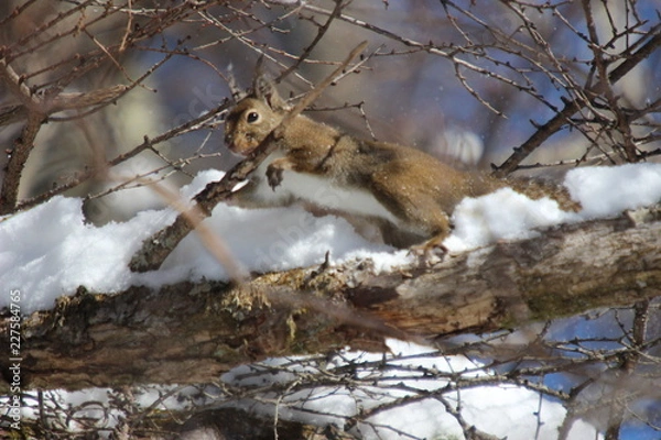 Fototapeta ニホンリス
