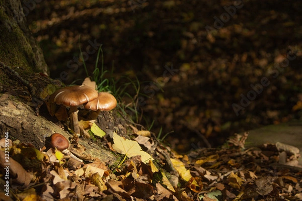 Fototapeta Herbst Pilz