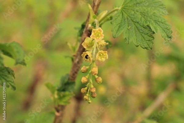 Fototapeta branch of a tree
