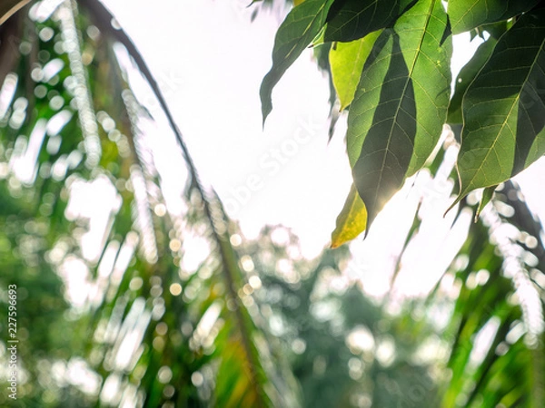 Fototapeta Selective focus on foreground at green leaves on top of tree with emotion blurred background. A beautiful in nature while sun light on green leaves with flare.