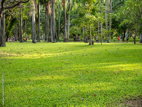 Fototapeta Selective focus on foreground at grass field with emotion blurred background of tree and people in the public park. A beautiful nature of green tree in sunny day. Evergreen lawn, meadow field.