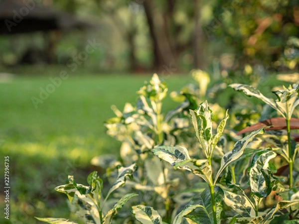 Fototapeta Selective focus on foreground at a small plant with emotion blurred of tree and grass field in the public park. A beautiful nature of green tree in sunny day.