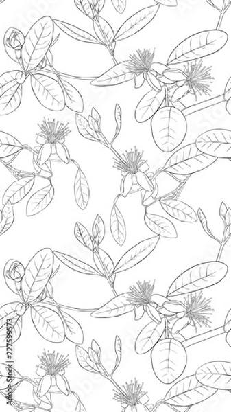 Fototapeta Pattern, background with with feijoa flowers