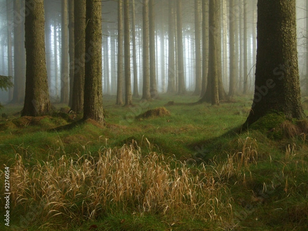 Obraz nebel im wald
