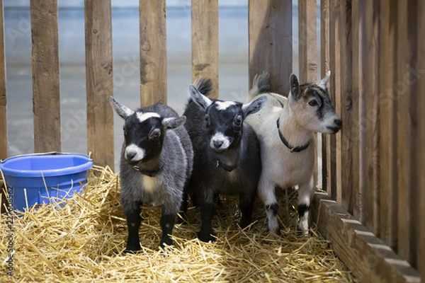 Fototapeta Eye level view of pygmy goats in a wooden pen with hay on ground