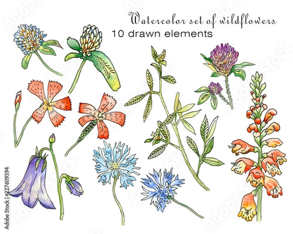 Obraz Watercolor set of red roses. Isolated on white background. Flower elements from buds, leaves and flowering plants. Botanical illustration.