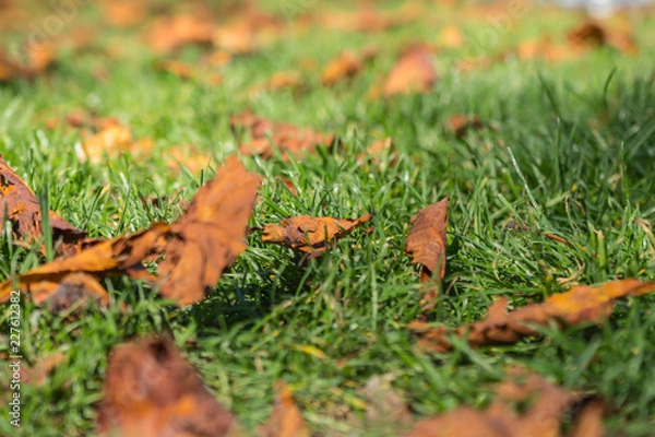 Fototapeta Herbstblätter