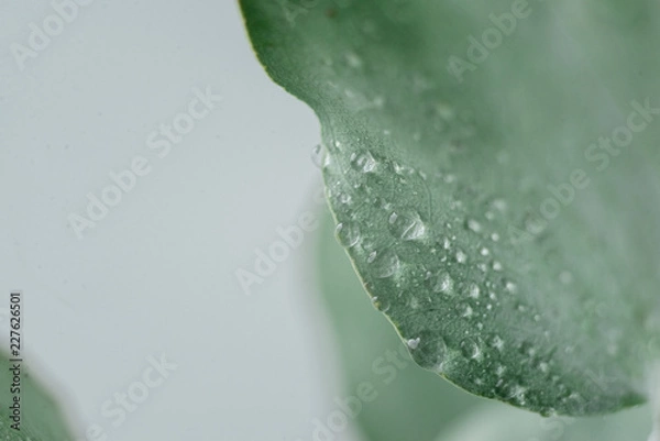 Fototapeta Green Eucalyptus with water Drops , macro water drops, light green leaves, romantic and spa, relaxing palette