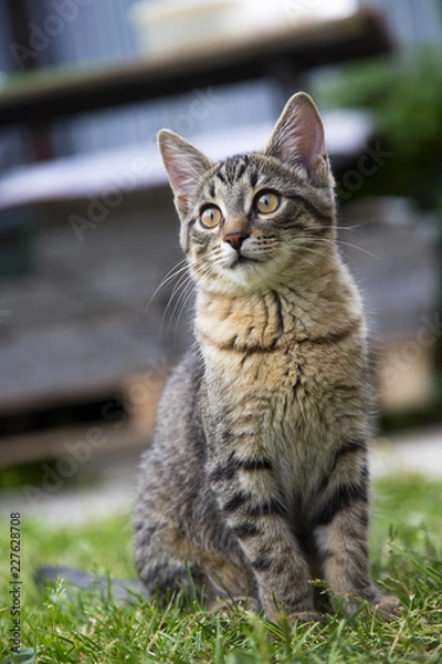 Obraz Портрет молодой кошки на зеленой траве..Вертикально.