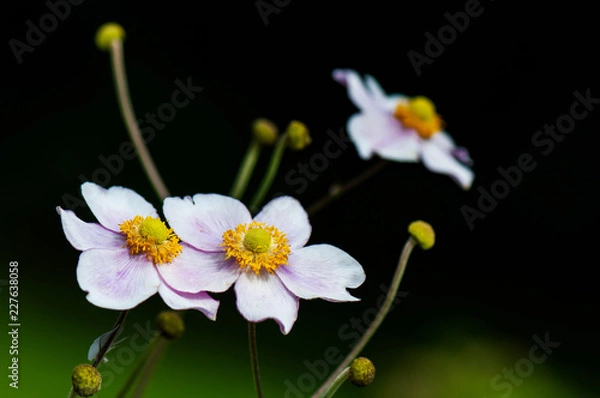 Obraz closeup of a japanese anemone on a black background