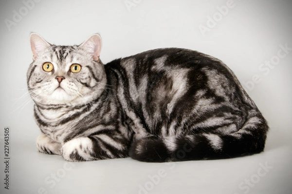 Fototapeta Scottish straight shorthair cat on colored backgrounds