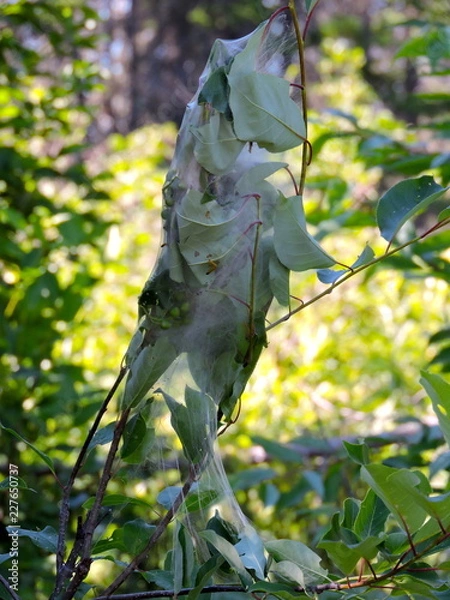 Obraz Cocon de toiles d'araignée autour de plante