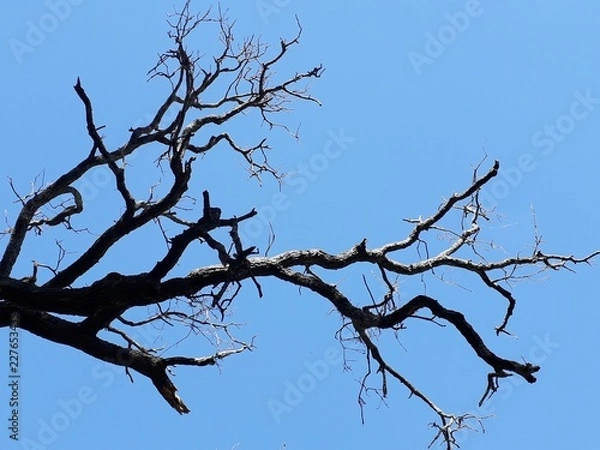Obraz bare branches in the clear blue sky