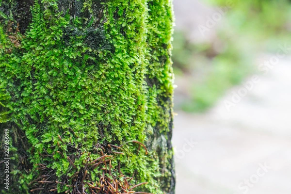 Obraz Green moss on trees in rainforest