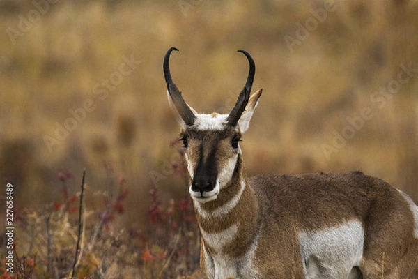Obraz Pronghorn in Wyoming