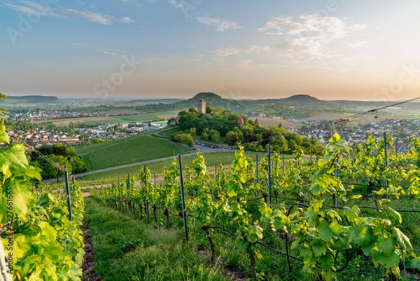 Obraz castle beilstein on a vineyard