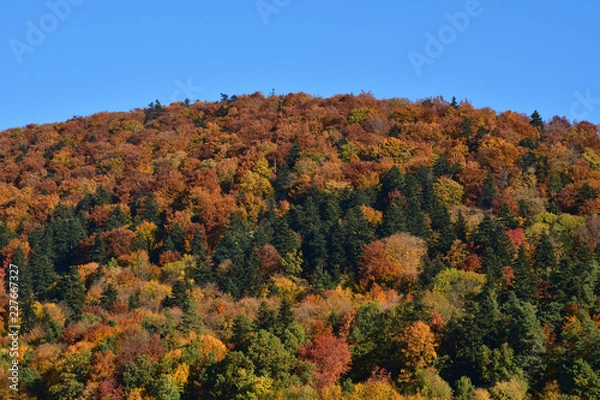 Fototapeta view of colorful trees and leaves in autumn