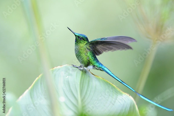 Obraz "Aglaiocercus coelistis", "Violet-tailed Sylph"