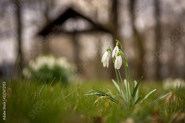 Fototapeta Grillplatzschneeglöckchen