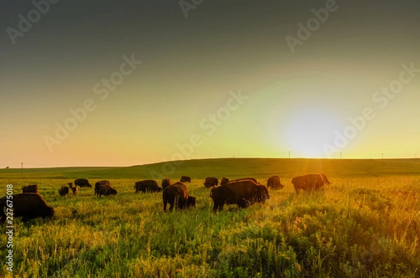 Obraz Buffalo Sunset