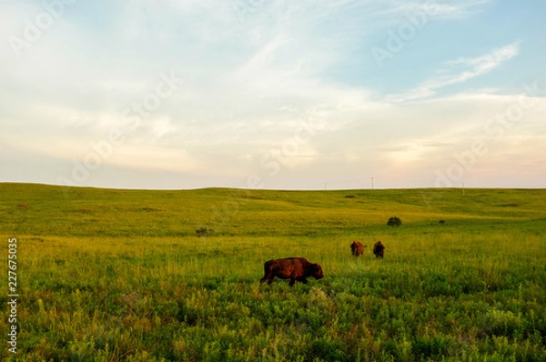 Obraz Buffalo in Oklahoma Sunset