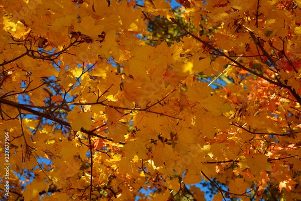 Obraz Золотая осень