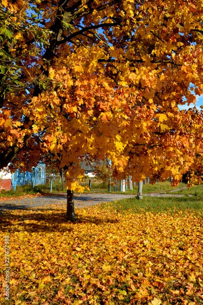 Obraz Золотая осень