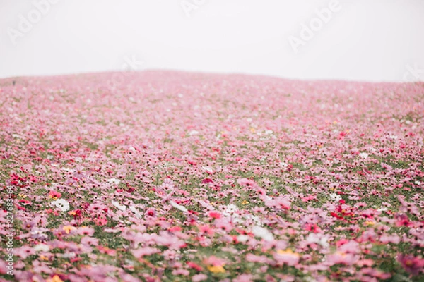 Obraz cosmos flower field background with film vintage style