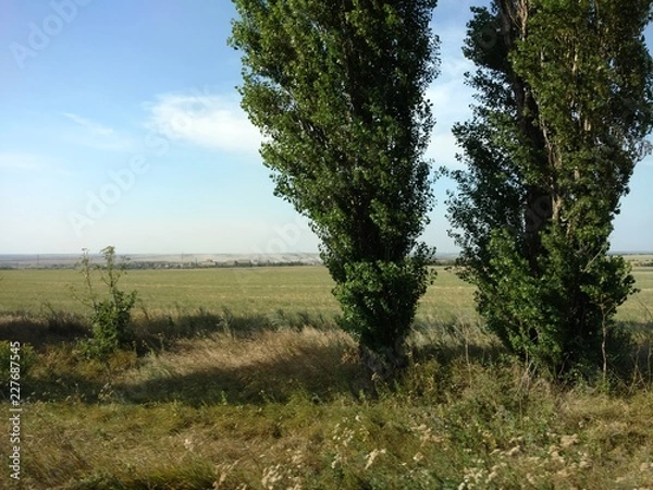 Fototapeta trees in fog