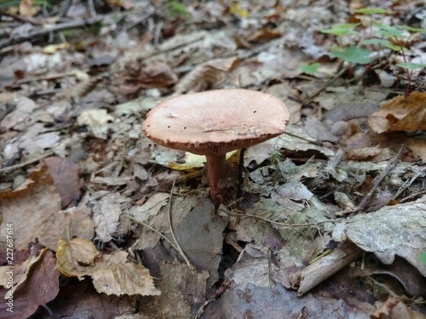 Obraz mushroom in forest