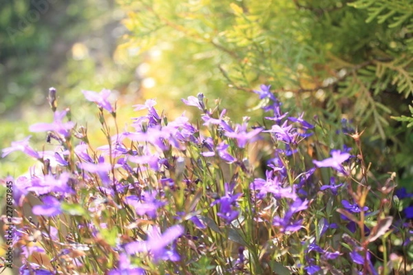 Fototapeta Природа