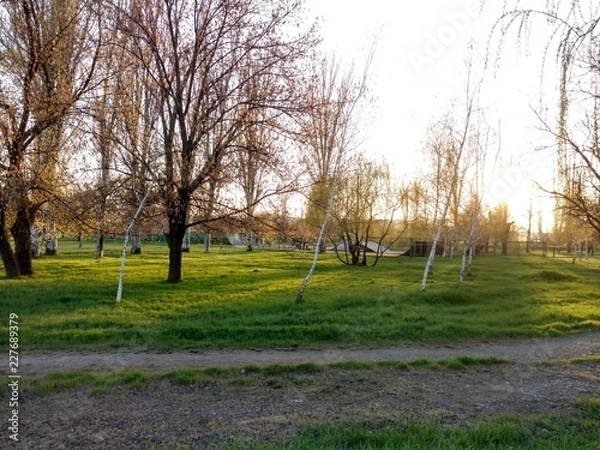 Obraz trees in the park