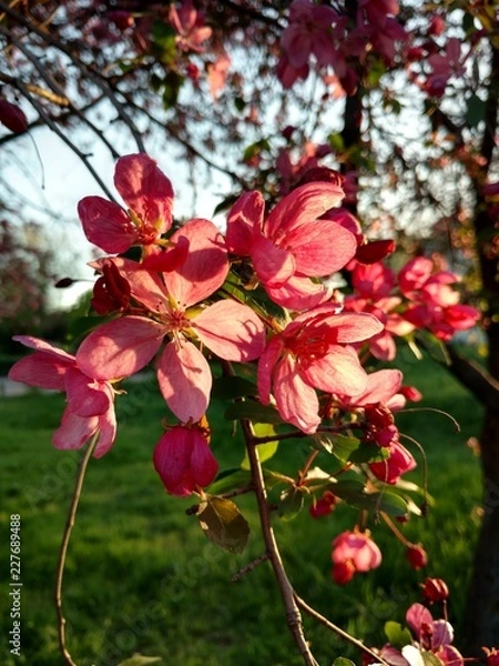 Obraz flowers in the garden
