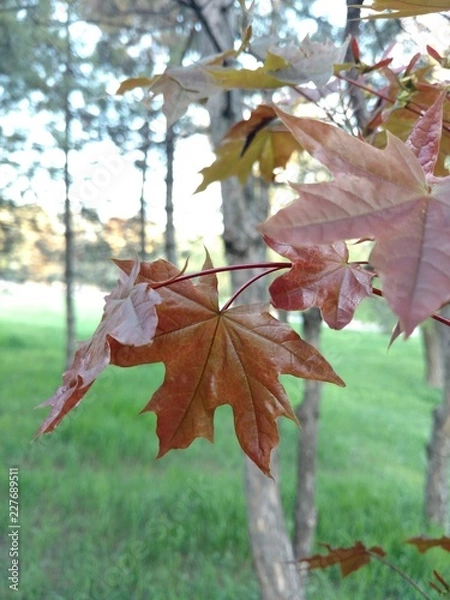 Obraz red maple leaves