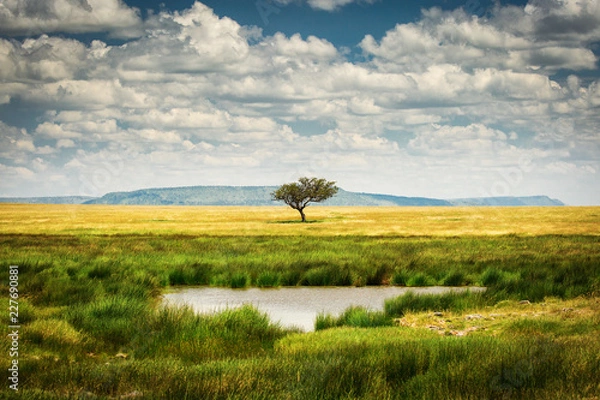 Fototapeta Pojedyncze drzewo w pobliżu jeziora i dużo trawy wokół i piękne chmury w tle w Parku Narodowym Serengeti w Tanzanii