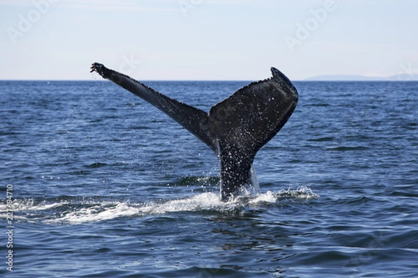 Obraz Baleine à bosses