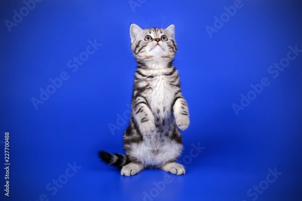 Fototapeta Scottish straight shorthair cat on colored backgrounds