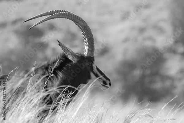 Obraz Sable Antelope
