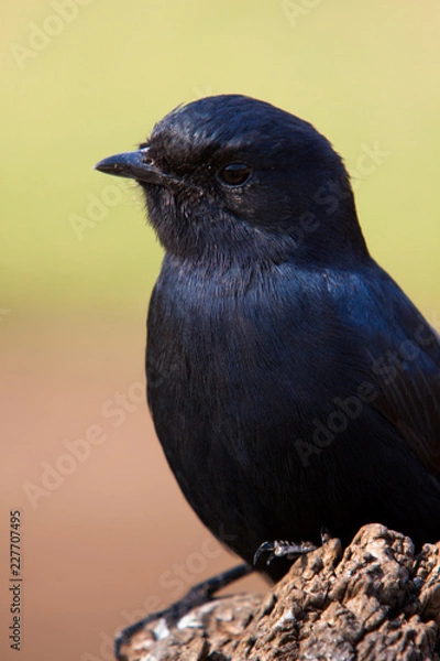 Obraz Fork Tailed Drongo