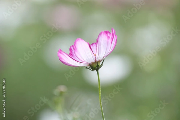 Fototapeta コスモス