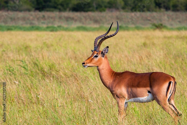 Obraz Impala on wetlands
