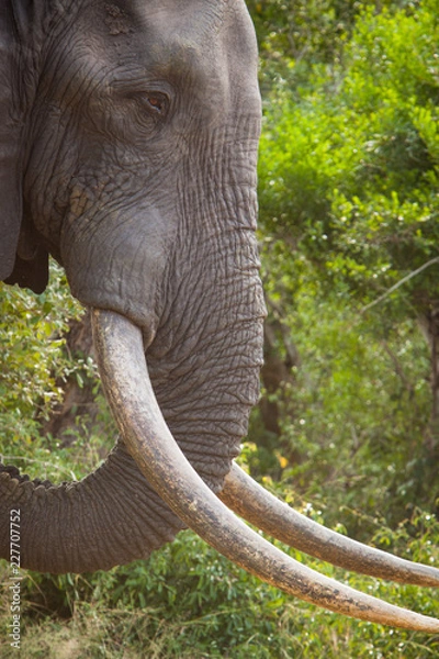 Obraz Elephant Portrait